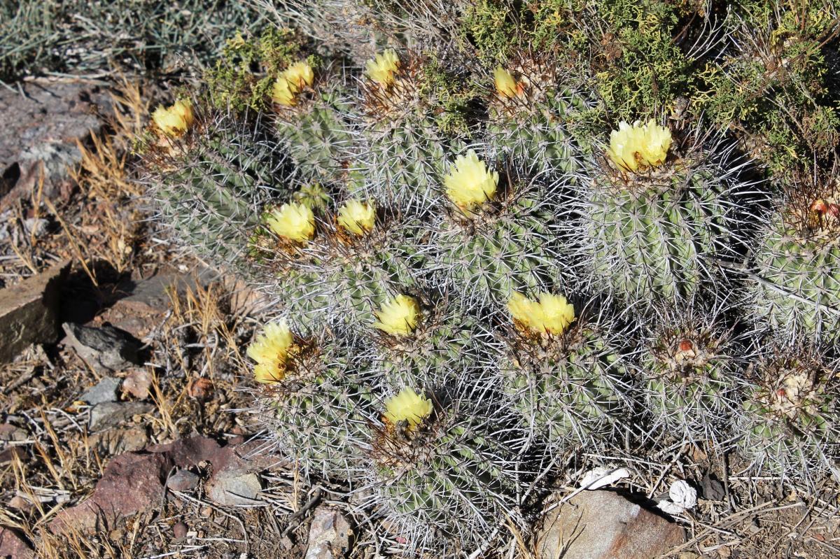 Vista de la Copiapoa coquimbana