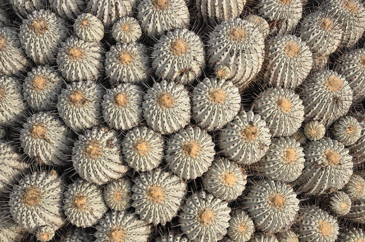 La Copiapoa dealbata es un cactus que forma grupos