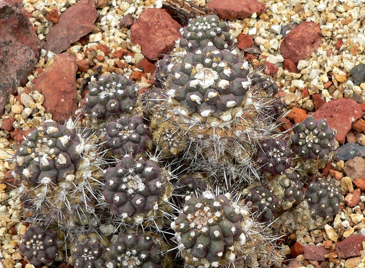 Vista de la Copiapoa humilis