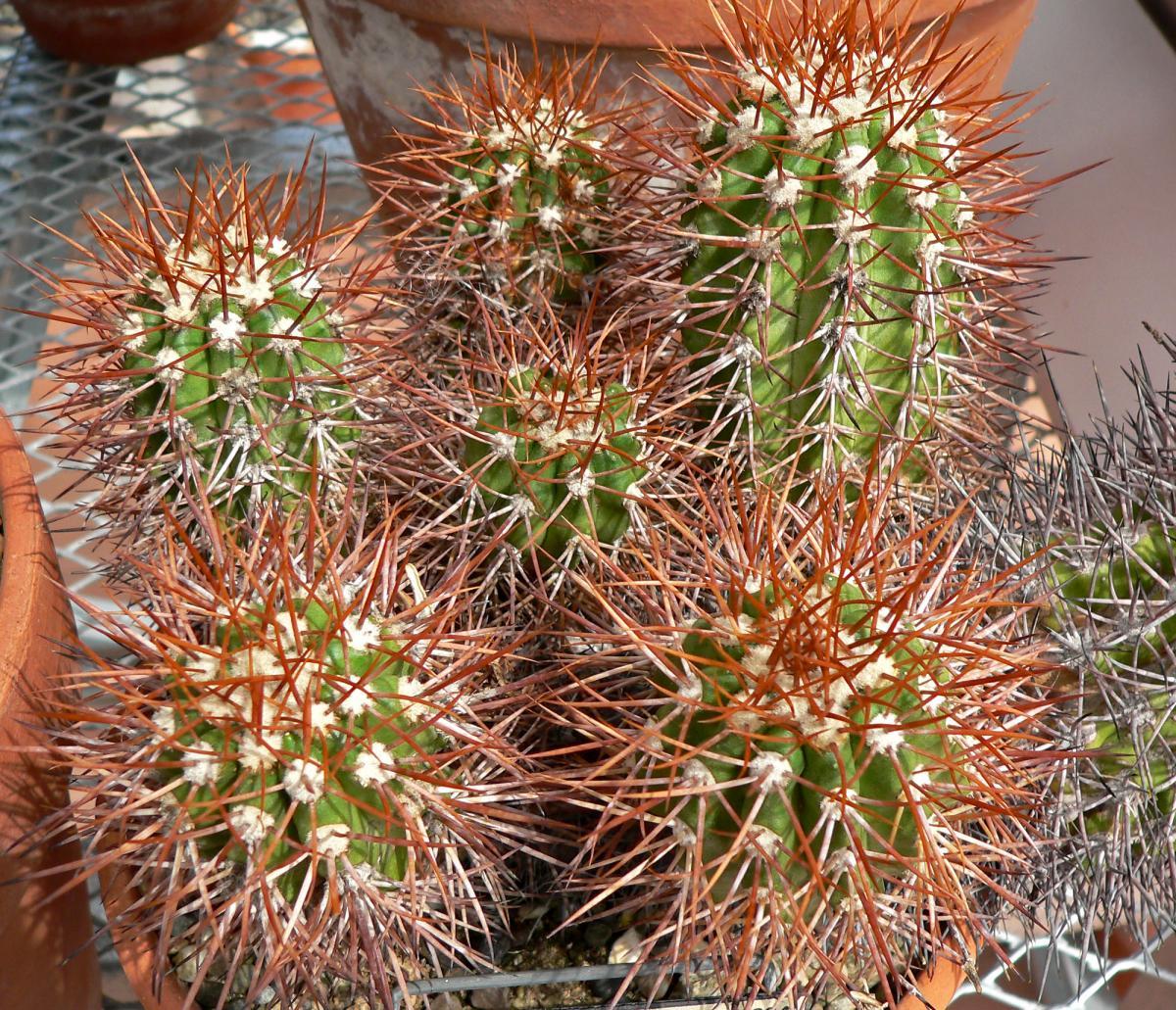 Vista de la Copiapoa taltalensis