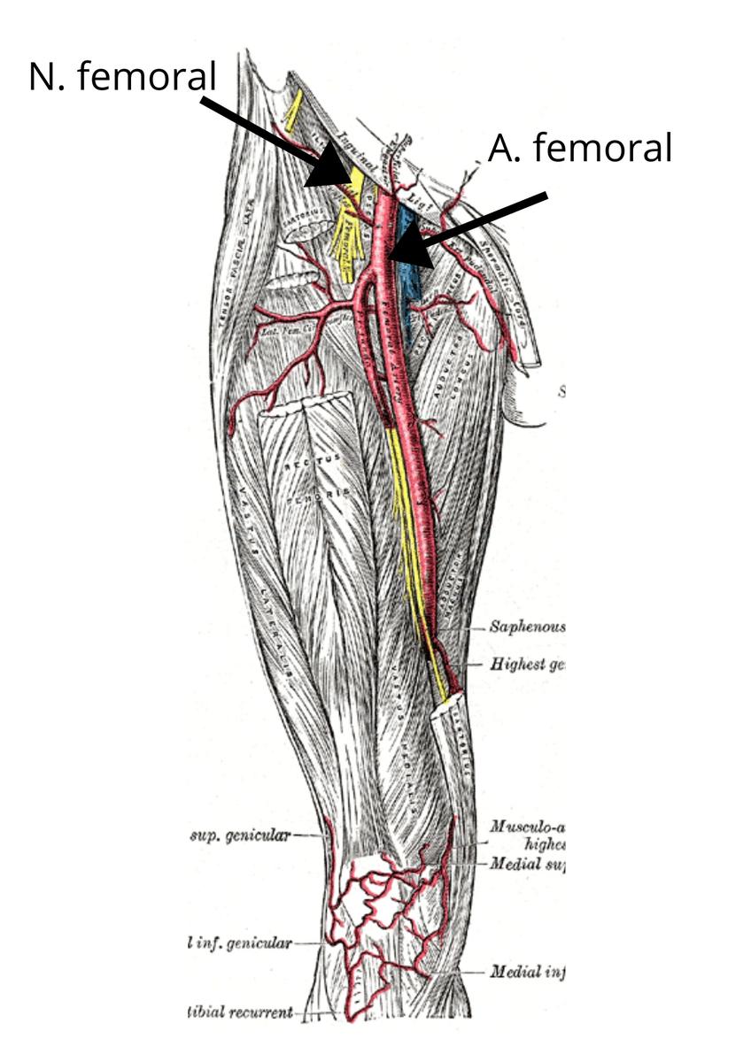 Inervación e irrigación del cuádriceps
