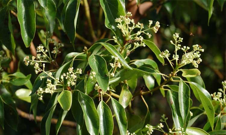 hojas de alcanforero Cinnamomum camphora