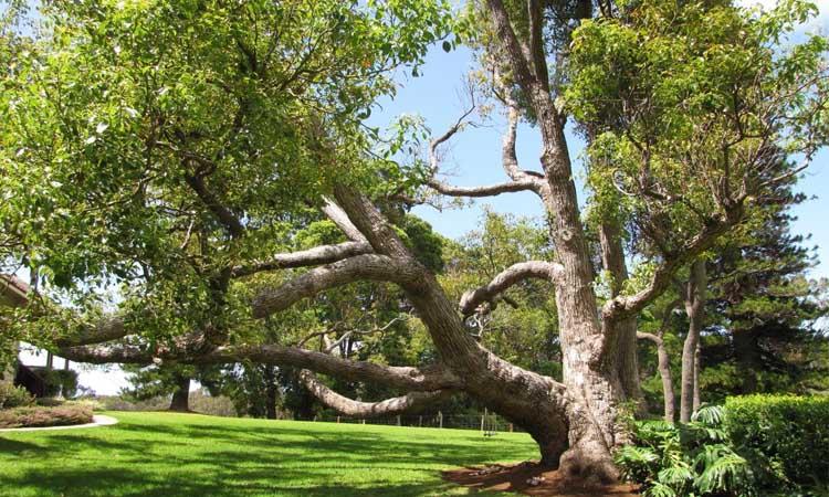 Ejemplar de alcanforero