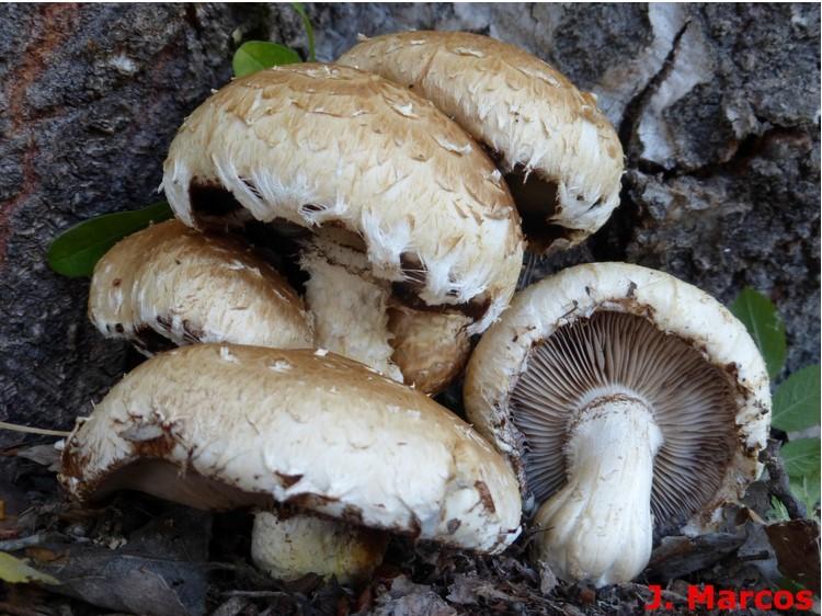 Hemipholiota populnea. Crédito: Javier Marcos