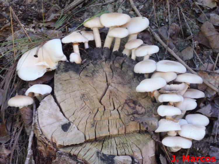 Tocón de chopo rodeado de setas de chopo. Crédito Javier Marcos