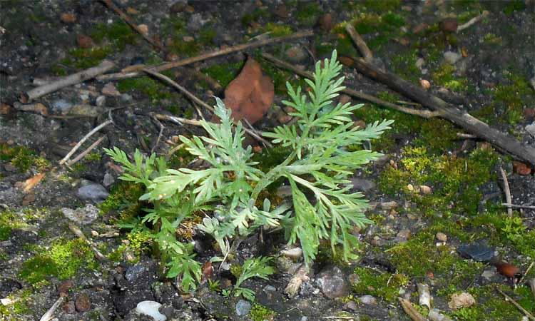 Planta de Artemisia abrotanum