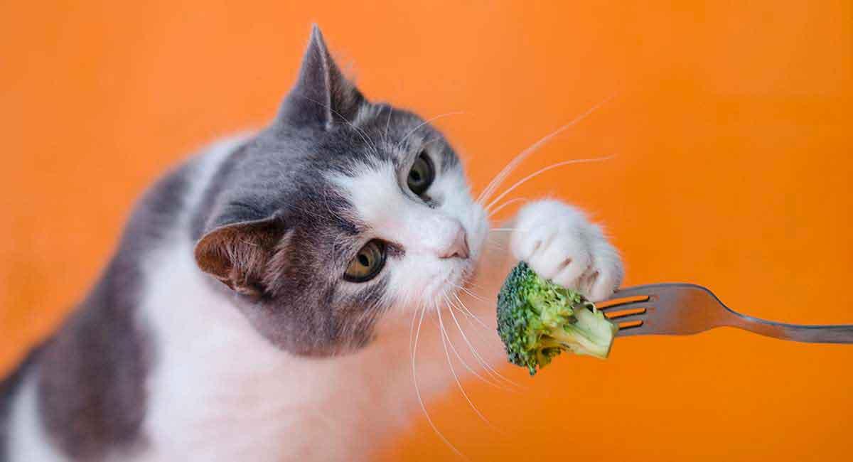 gato comiendo brocoli
