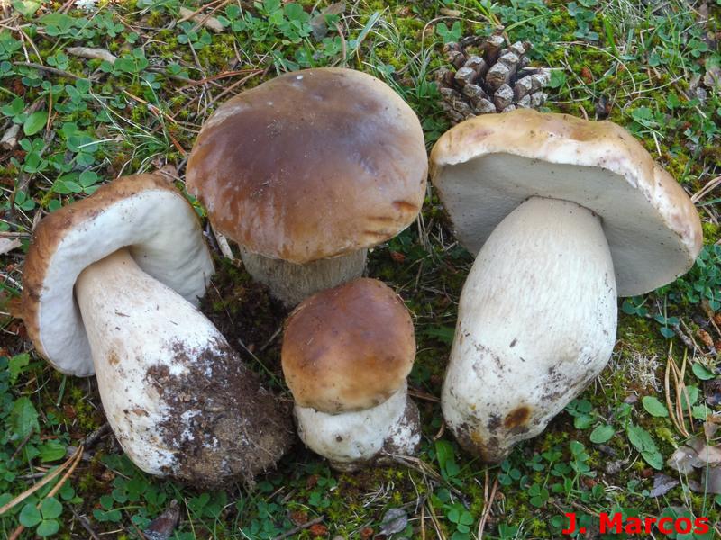 Boletus edulis. Crédito Javier Marcos