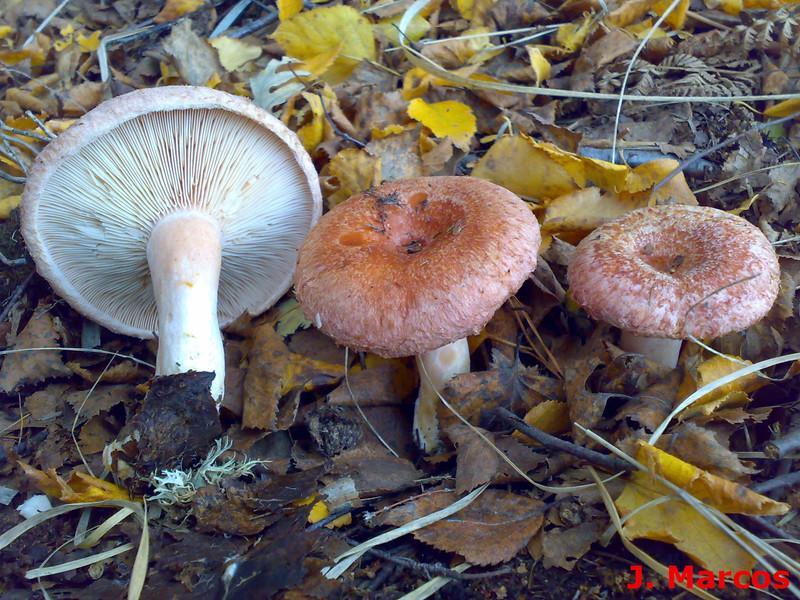 Lactarius torminosus. Crédito Javier Marcos