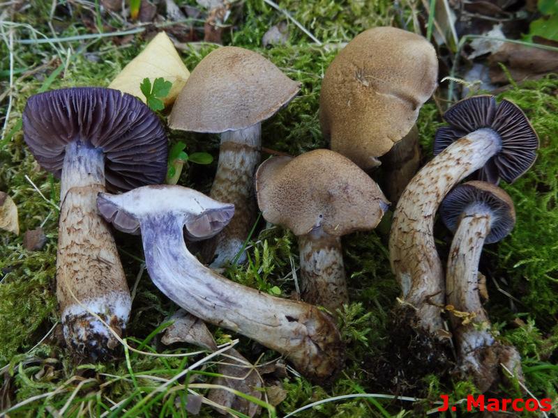 Cortinarius pholideus. Crédito Javier Marcos
