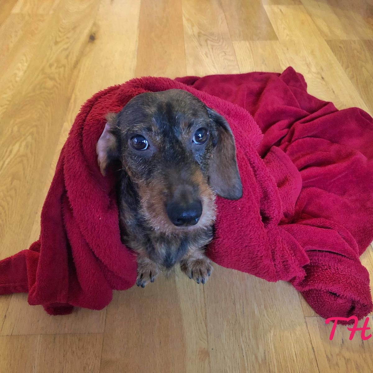 Evalúa el coeficiente intelectual de tu perro