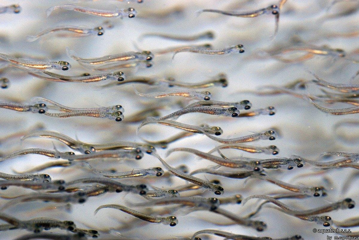comida para alevines, alimentos para alevines