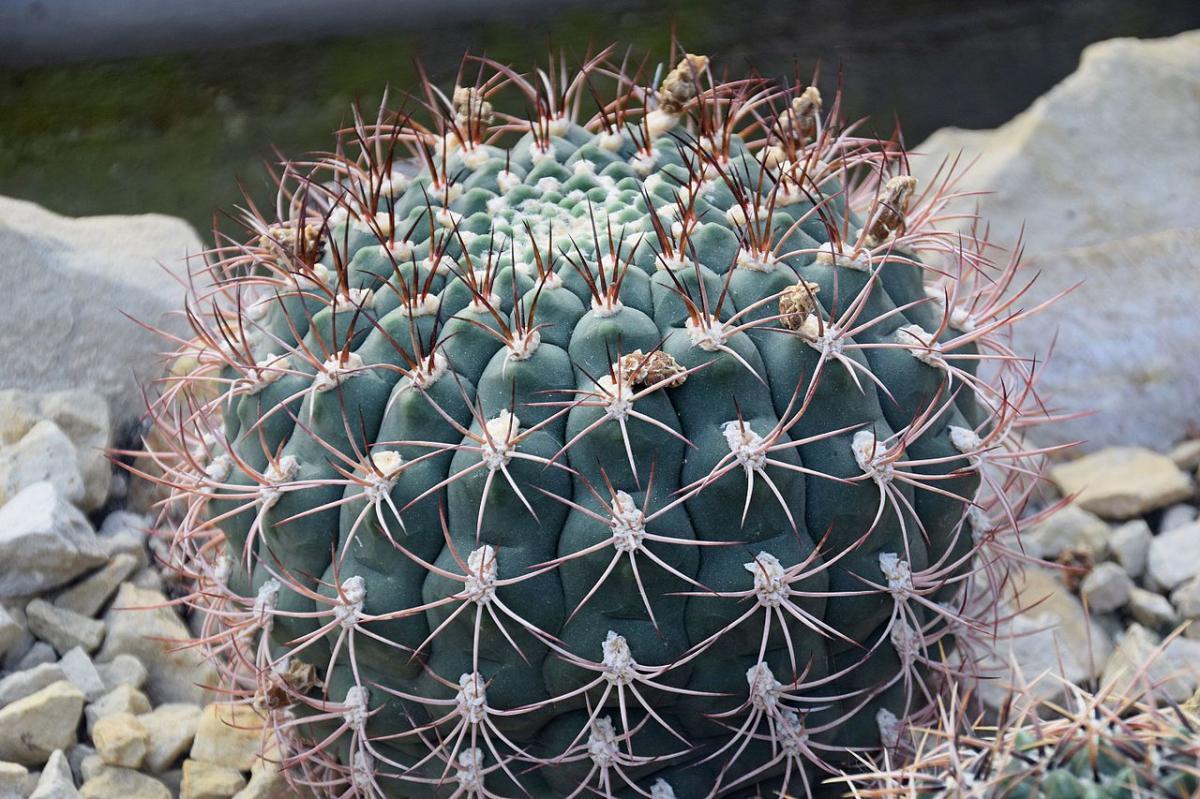El Gymnocalycium saglionis es un cactus mediano