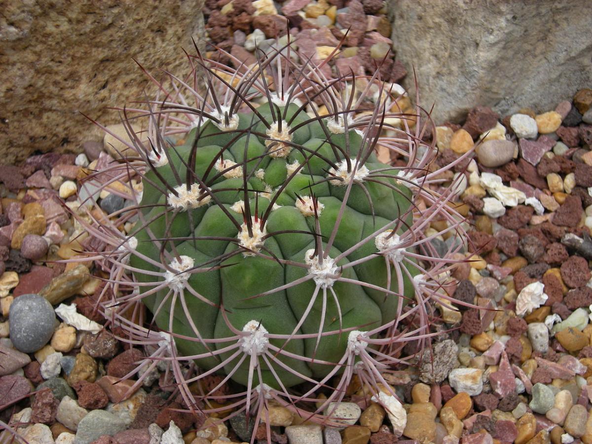 El Gymnocalycium saglionis es un cactus globular