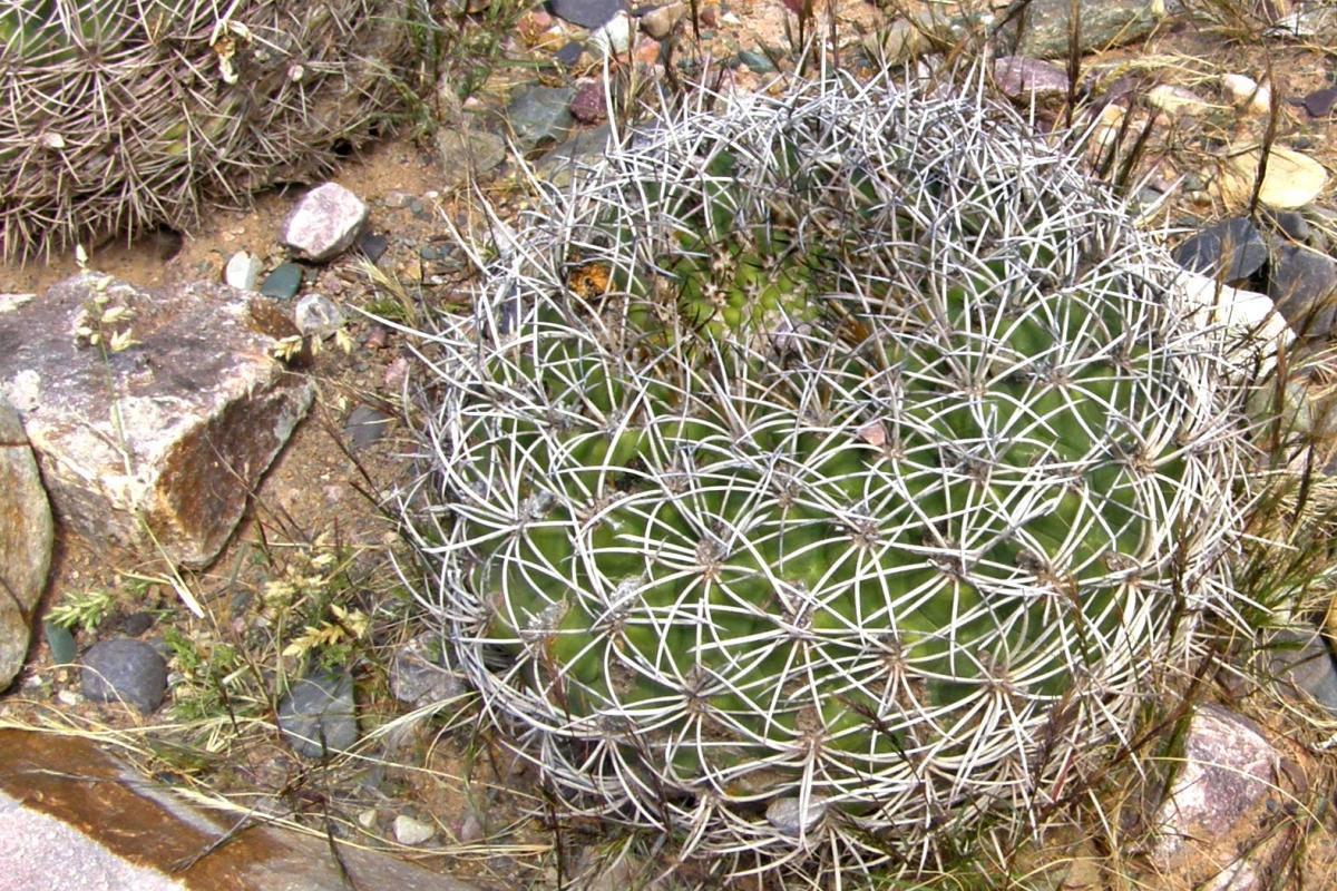 El Gymnocalycium saglionis es un cactus redondeado