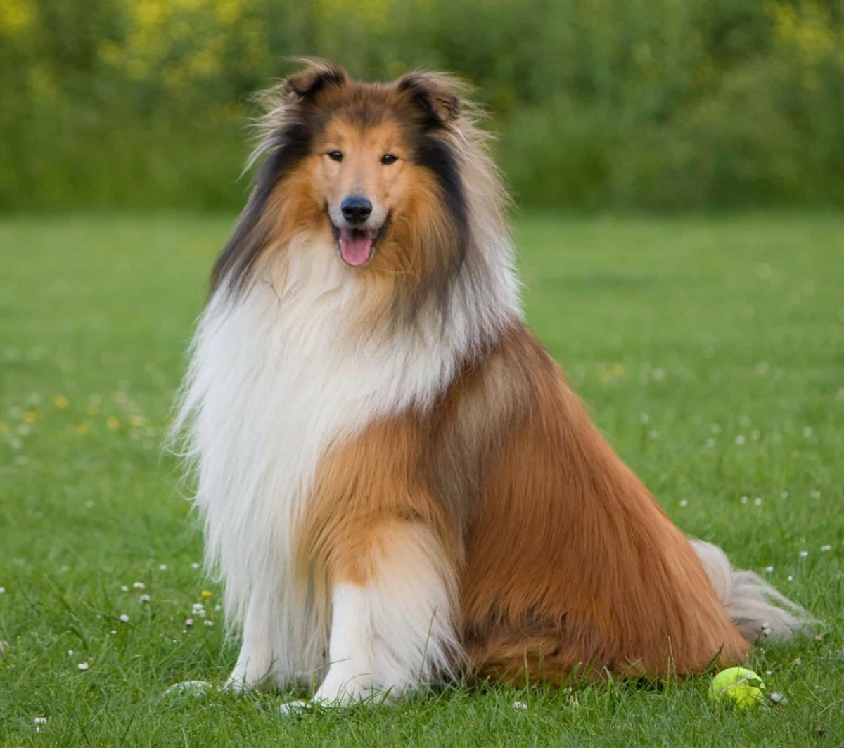 Collie