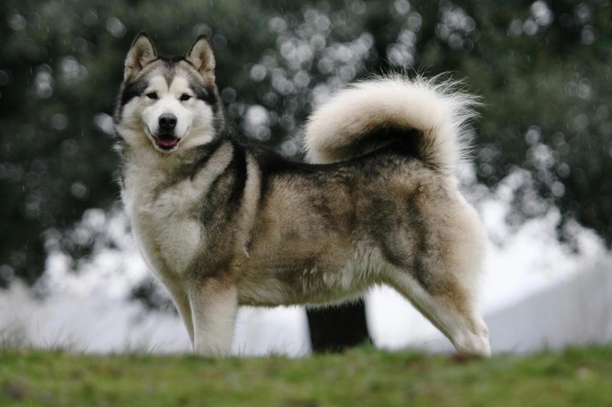 Malamute de Alaska