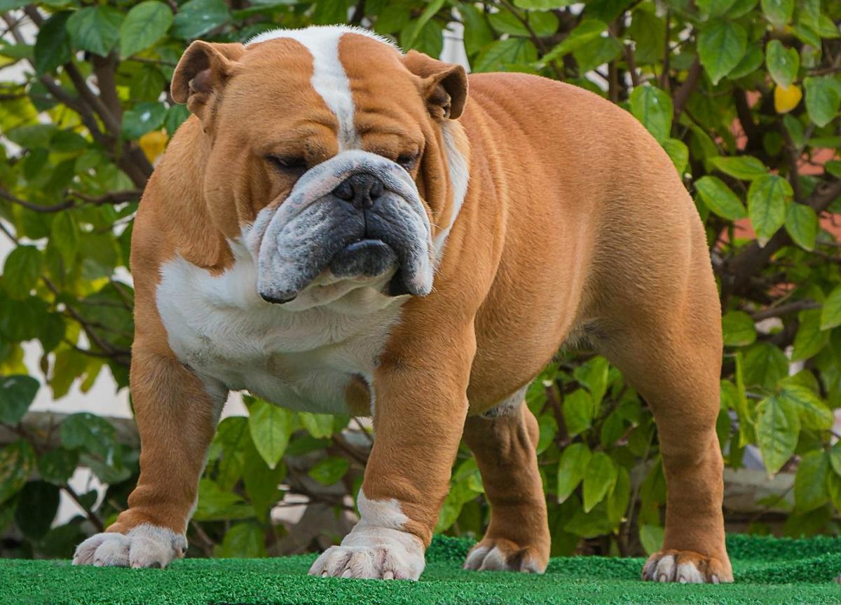bulldog