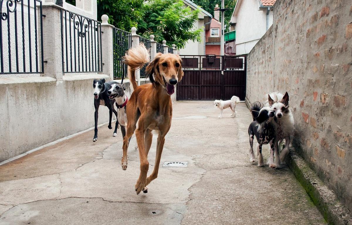 Quiero Adoptar Un Perro ¿cuáles Son Los Pasos A Seguir Mascotas