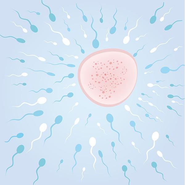 semana 2 de embarazo ovulación 