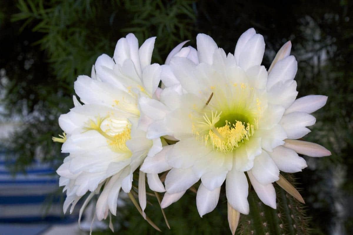 Las flores del Echinopsis spachiana son blancas y grandes