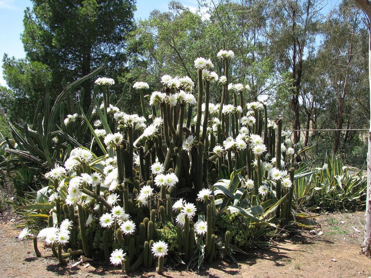 Vista del Echinopsis spachiana