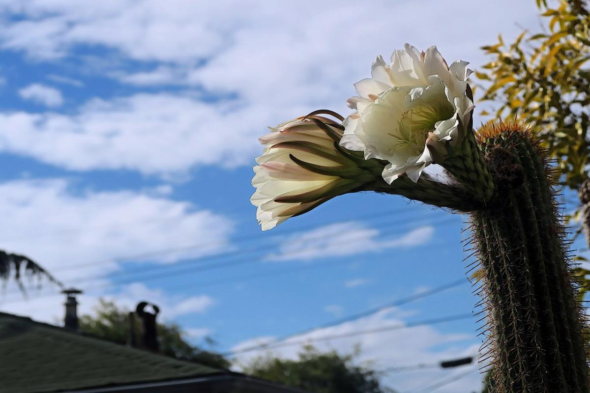 Vista del Echinopsis spachiana