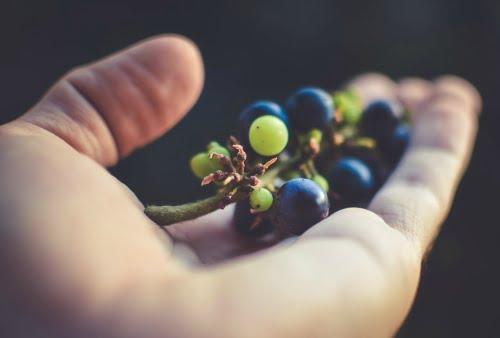 beneficios de la uva