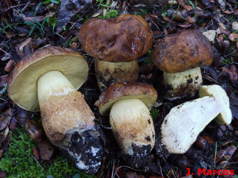 Leccinellum lepidum. Crédito Javier Marcos.