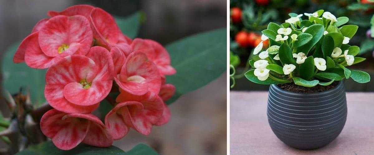 Euphorbia Milii