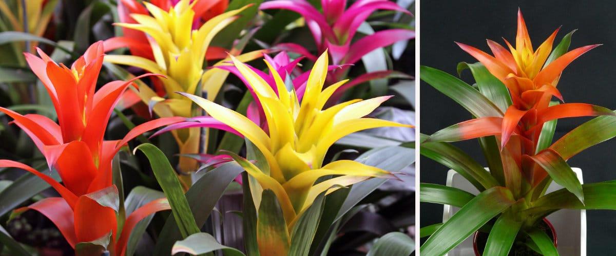 Guzmania