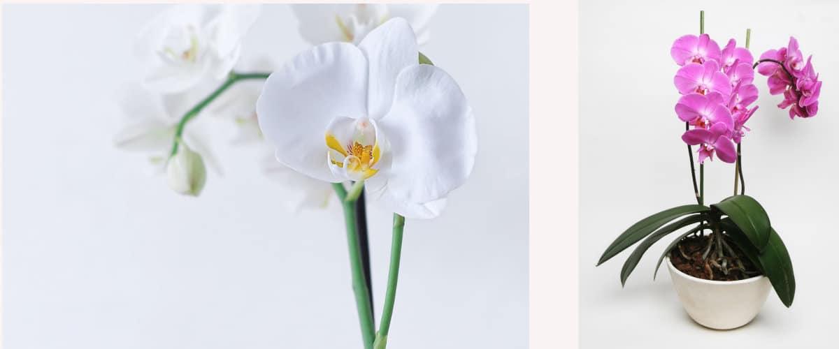 Orqu&iacute;dea