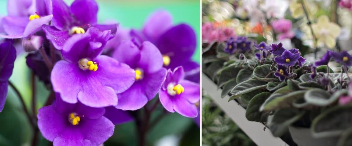 Plantas con flores: Saintpaulia o violeta africana