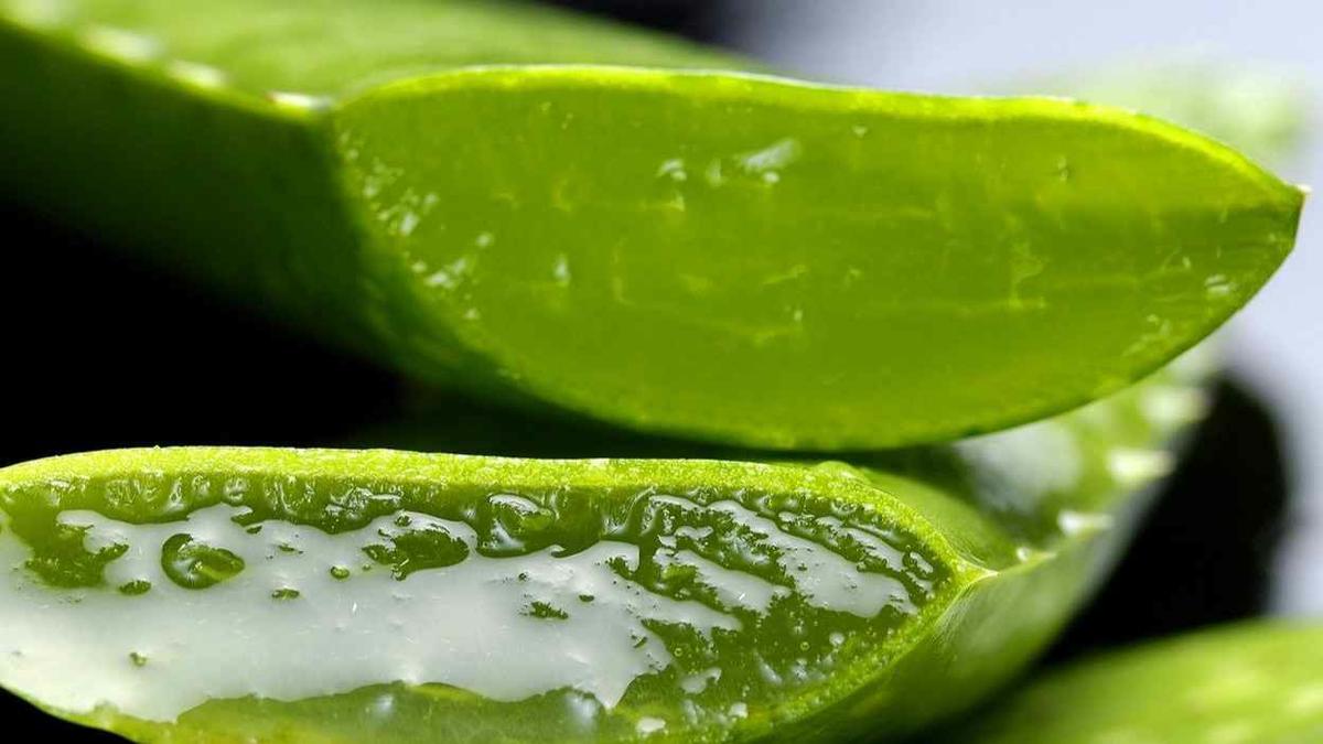 Solucion casera con sábila o Aloe vera