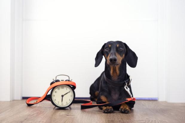 Primer paseo cachorros