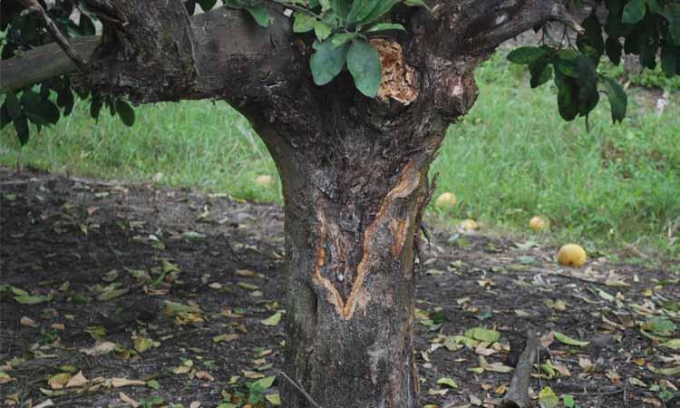 Phytophthora enfermedades del limonero