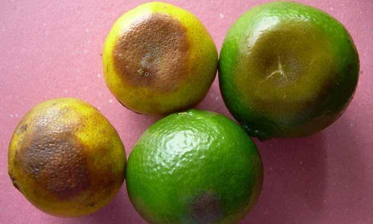 enfermedades del limon Phytophthora