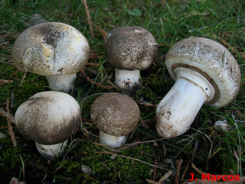 Agaricus iodosmus. Crédito Javier Marcos.