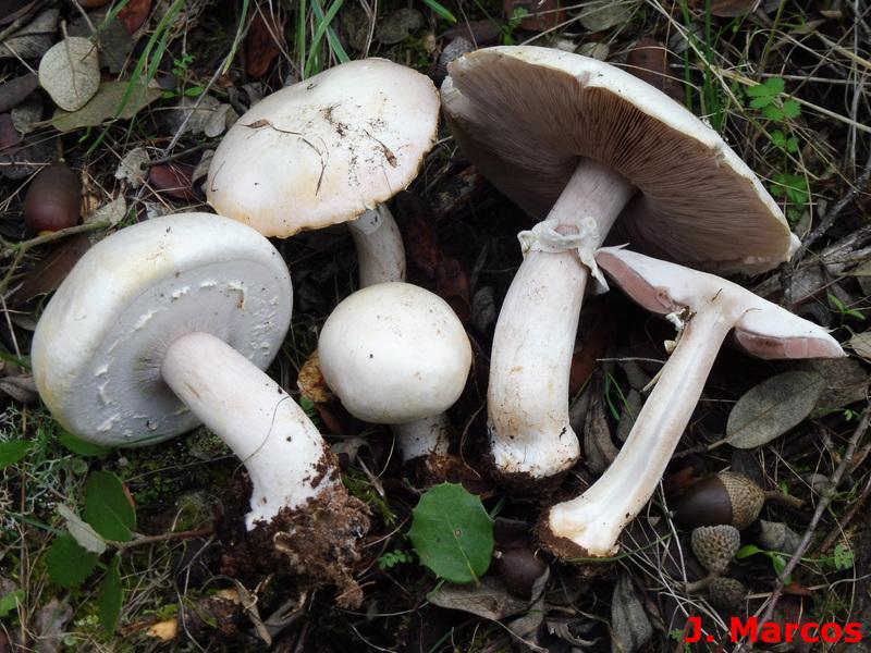 Agaricus essetei. Crédito Javier Marcos.