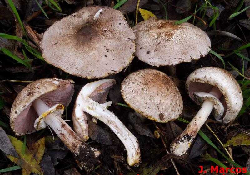 Agaricus moelleri. Crédito Javier Marcos.