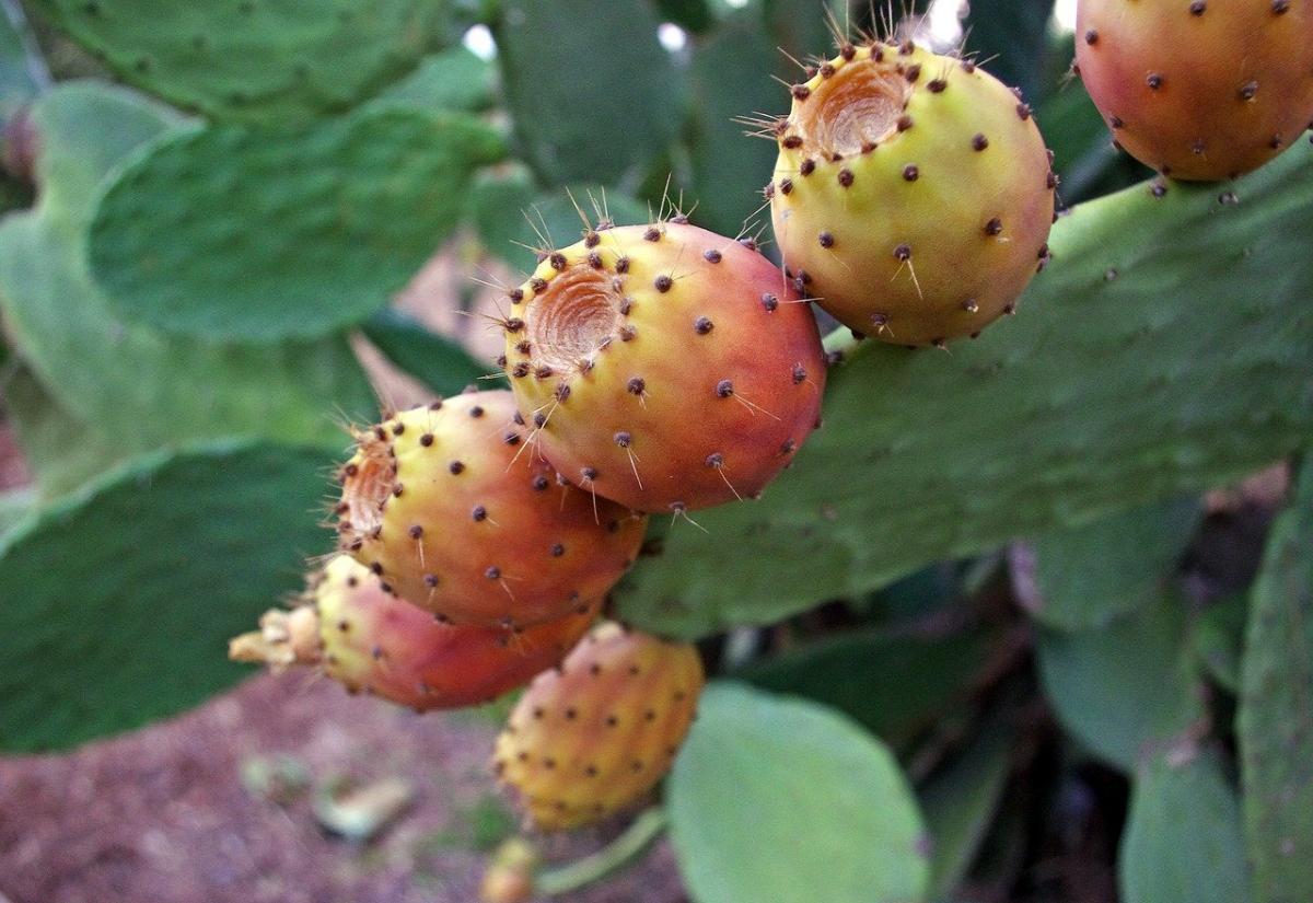 La Opuntia ficus-indica es un cactus de rápido crecimiento