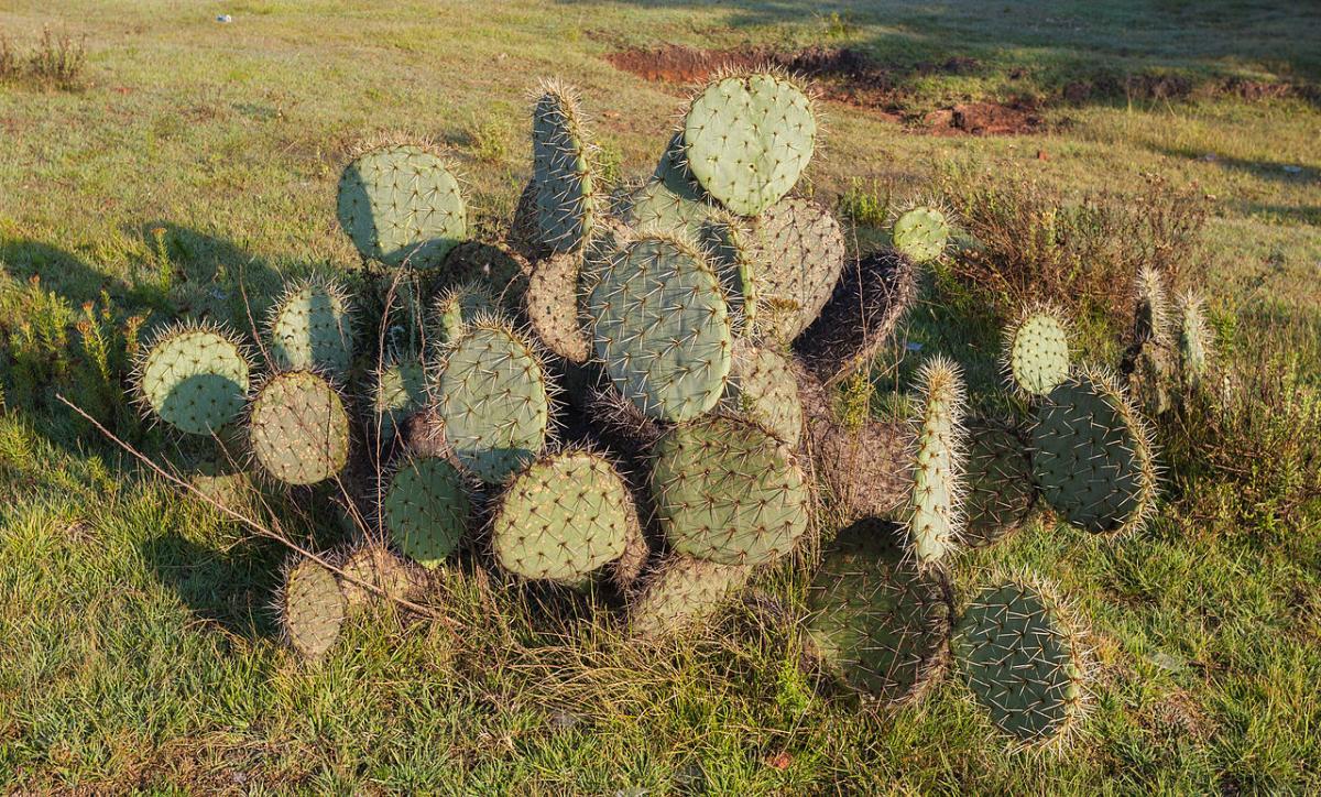 La chumbera es un cactus arbustivo