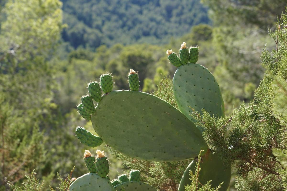 La chumbera u Opuntia ficus indica es un cactus espinoso