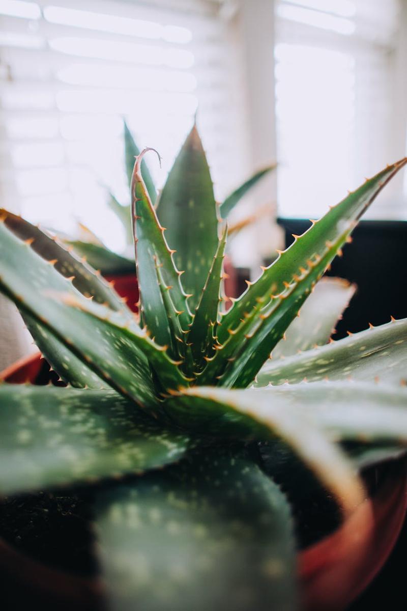 aloe