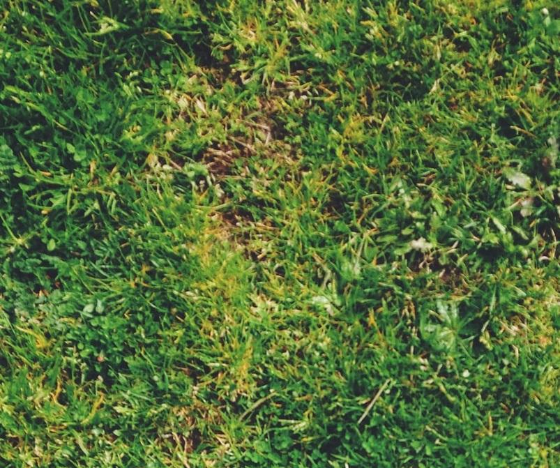 Mantenimiento de el cesped: las heladas le jugarán en contra | Plantas