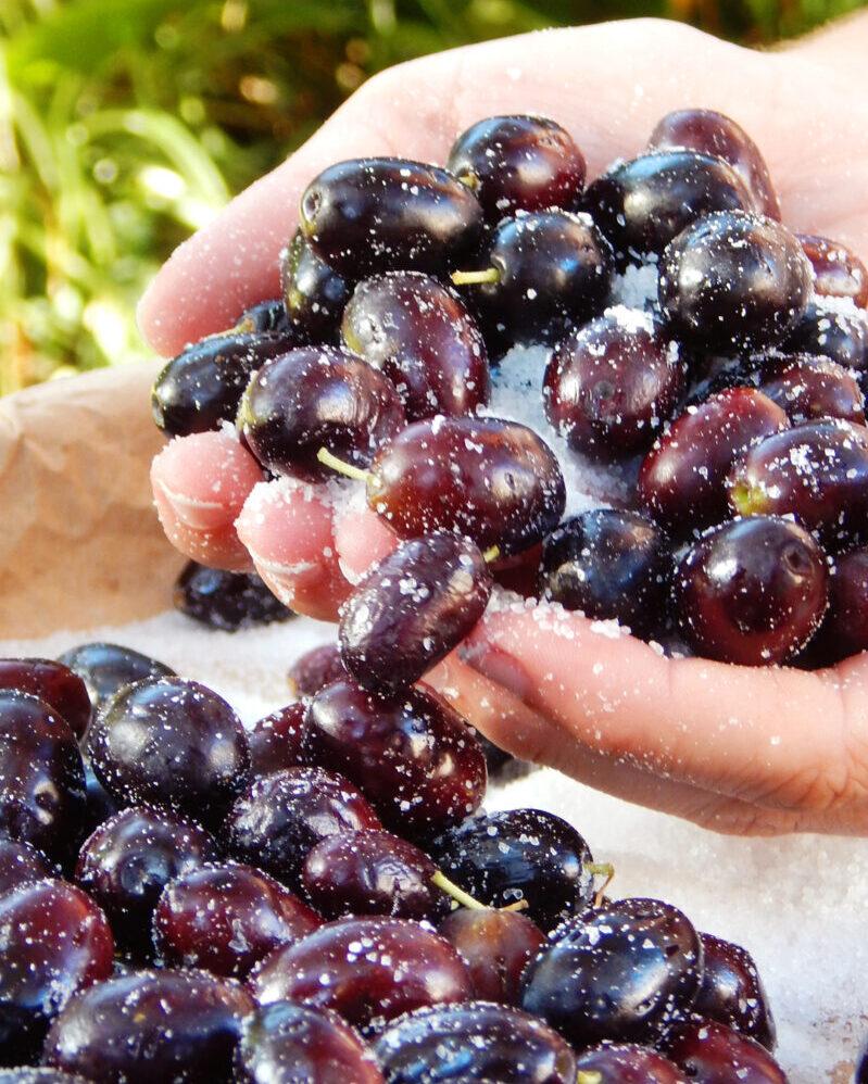 aceitunas negras griegas curar olivas
