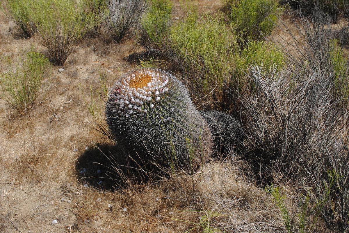 Los Eriosyce son unos cactus de lento crecimiento