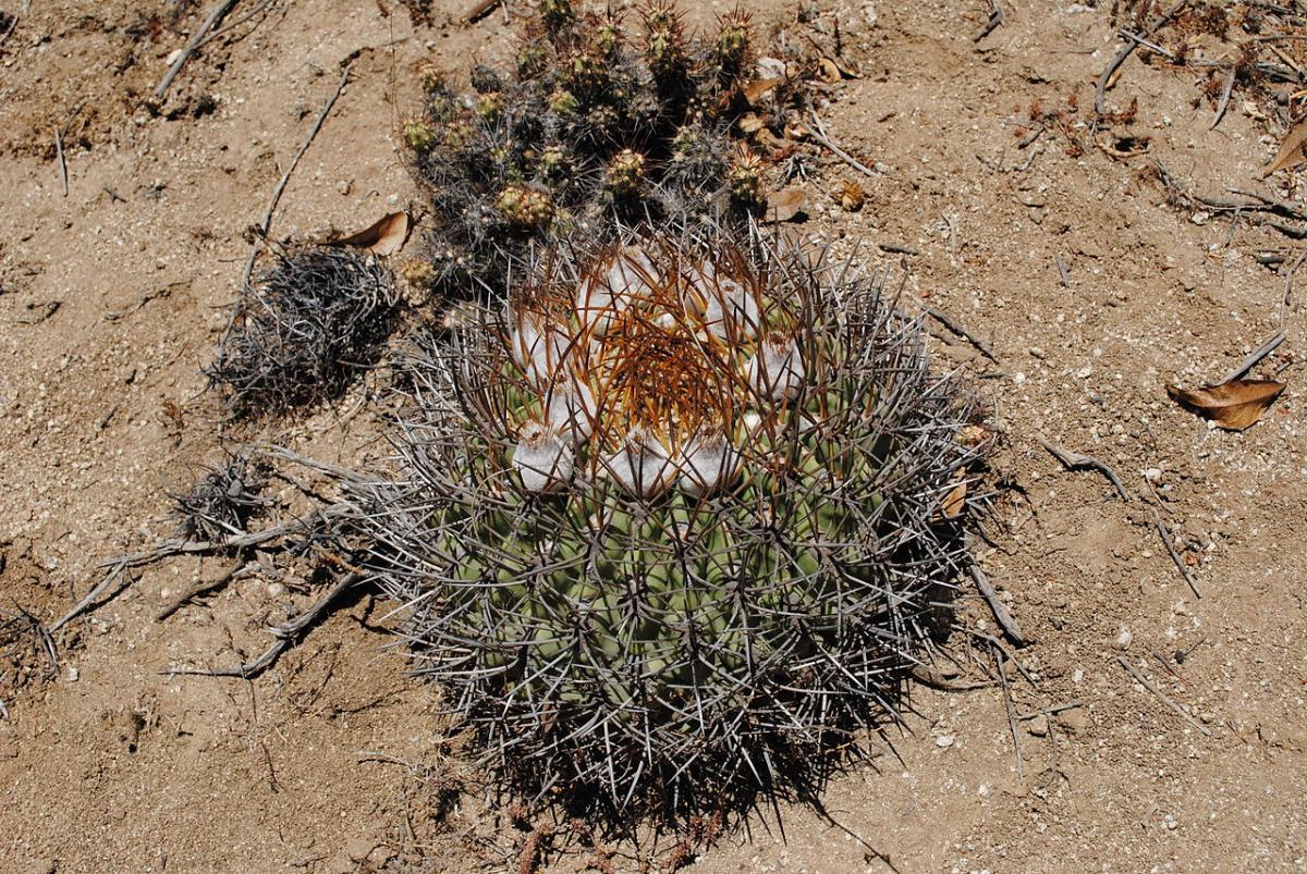 Vista del Eriosyce aurata en hábitat