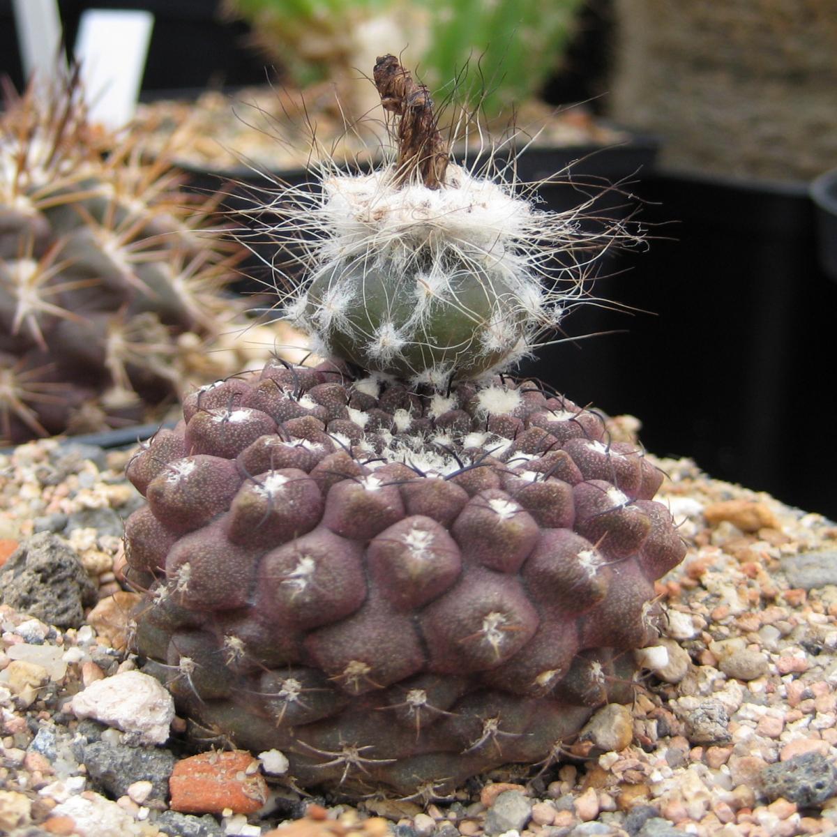 Vista del Eriosyce esmeraldana