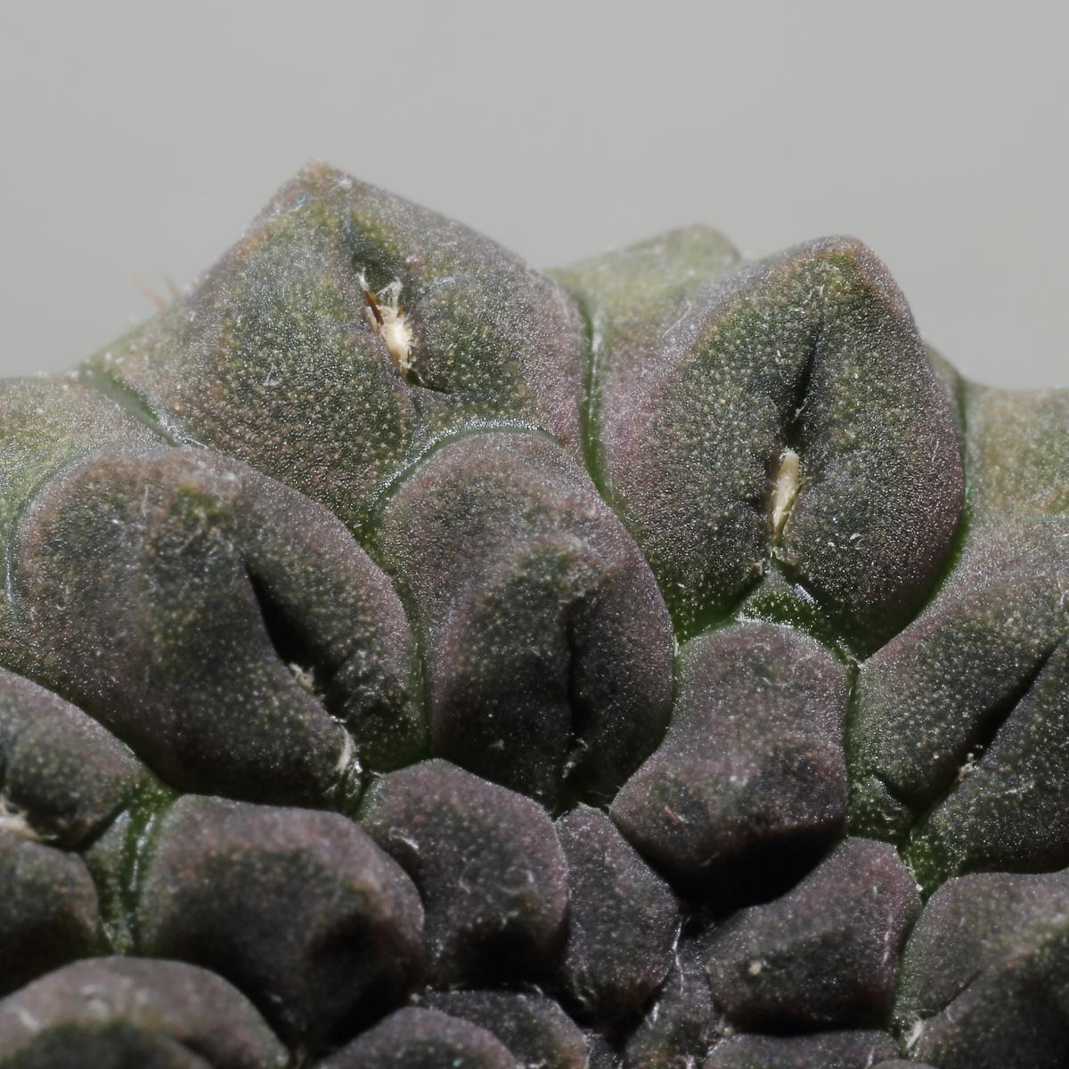 El Eriosyce occulta es un cactus pequeño